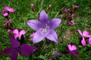 natur-blumen