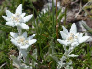 natur-edelweiss