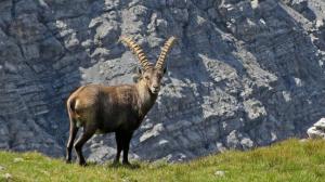 natur-steinbock2